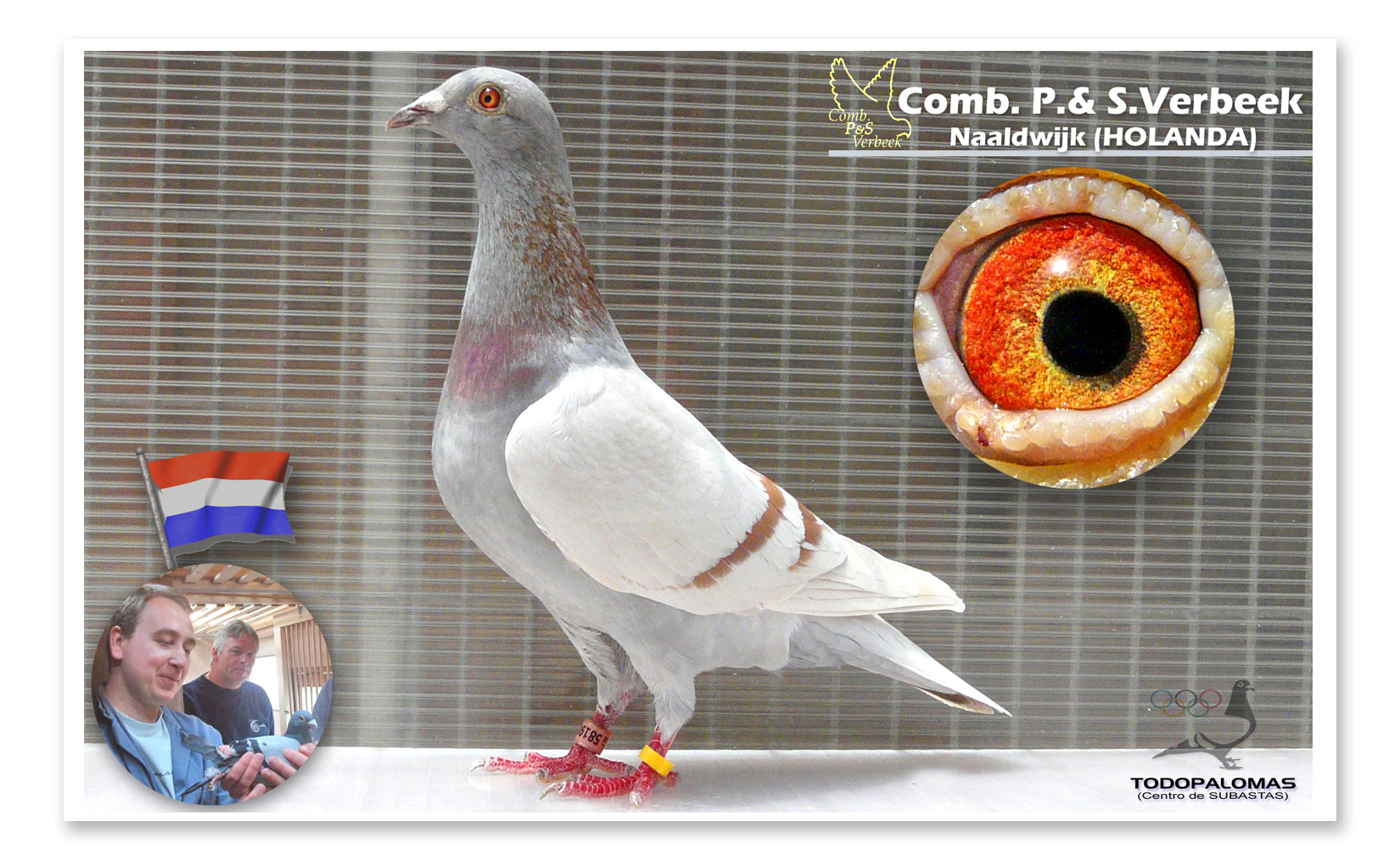 Opiniones de colombofilia